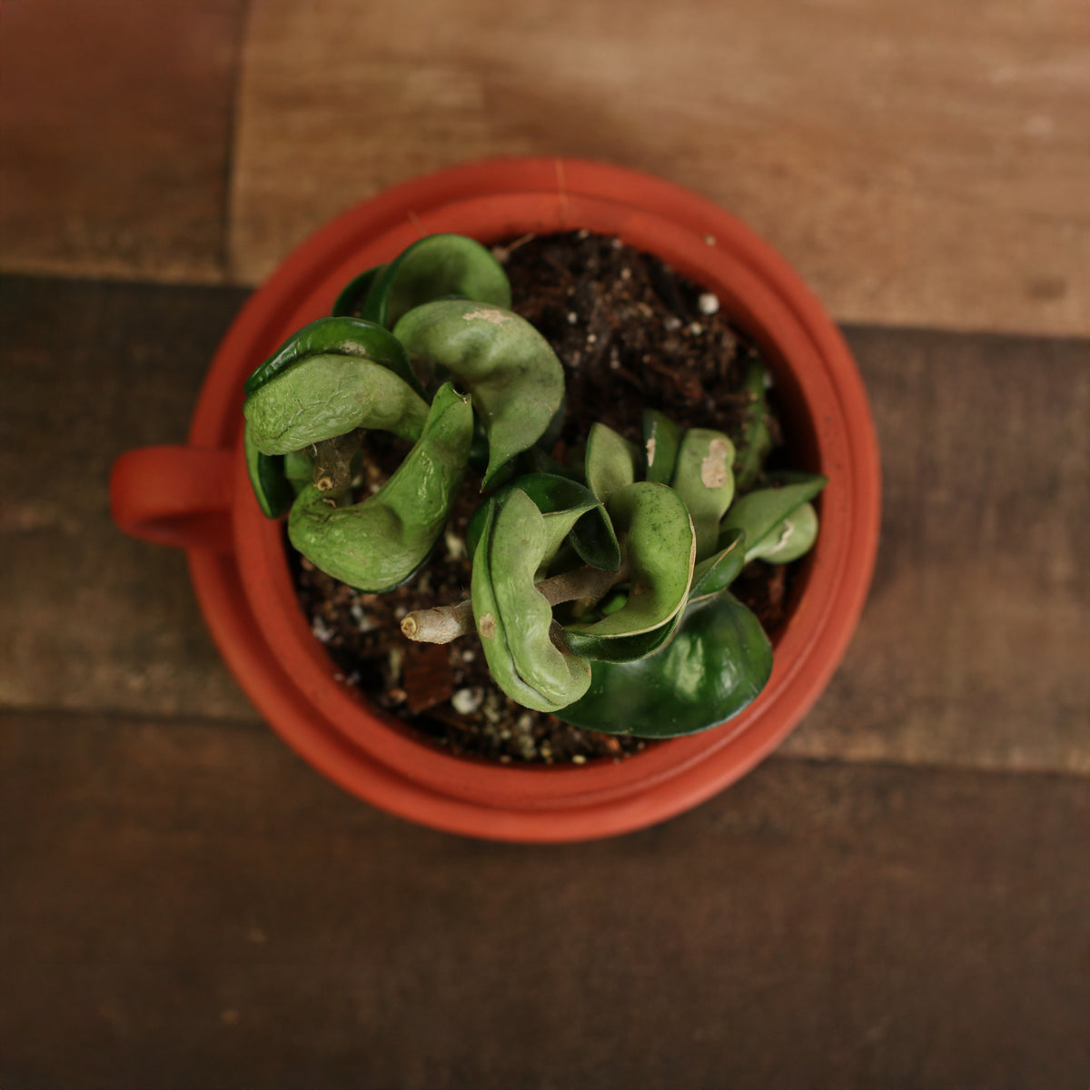 Top View of Hoya Compacta Curly Rope Plant