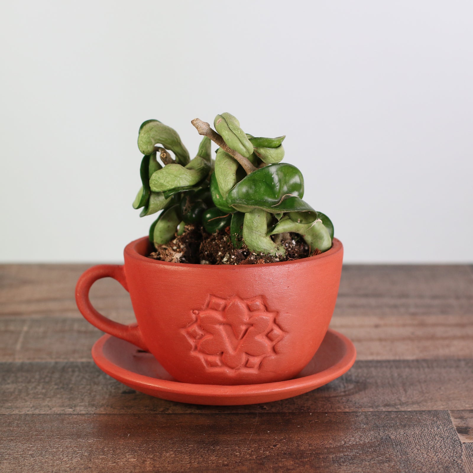 Hoya carnosa 'Compacta' Hindu Curly Rope Plant Krinkle Kurl Verdant Lyfe