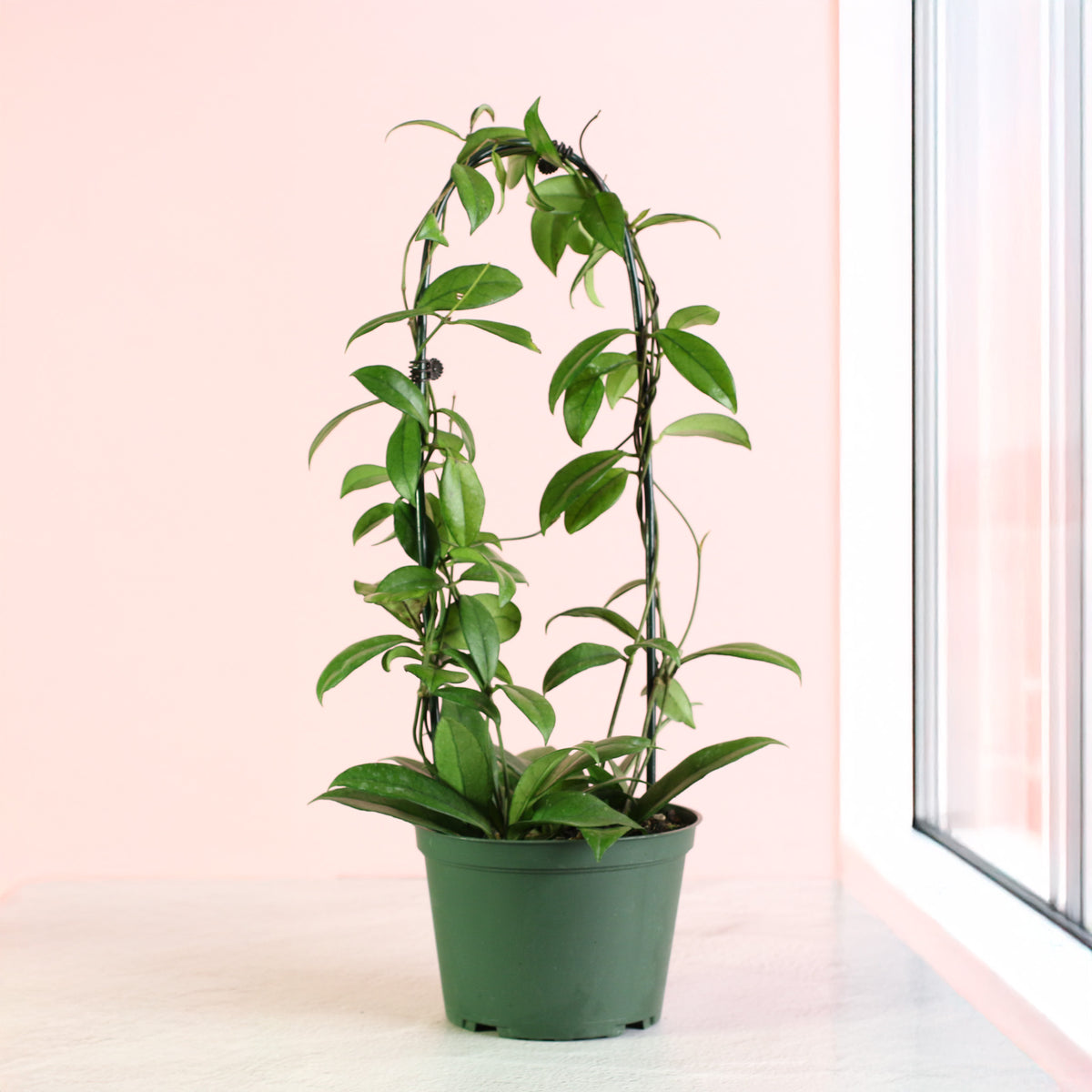 Hoya Crassipetiolata Wax Plant with hoop in 6" planter next to window. 
