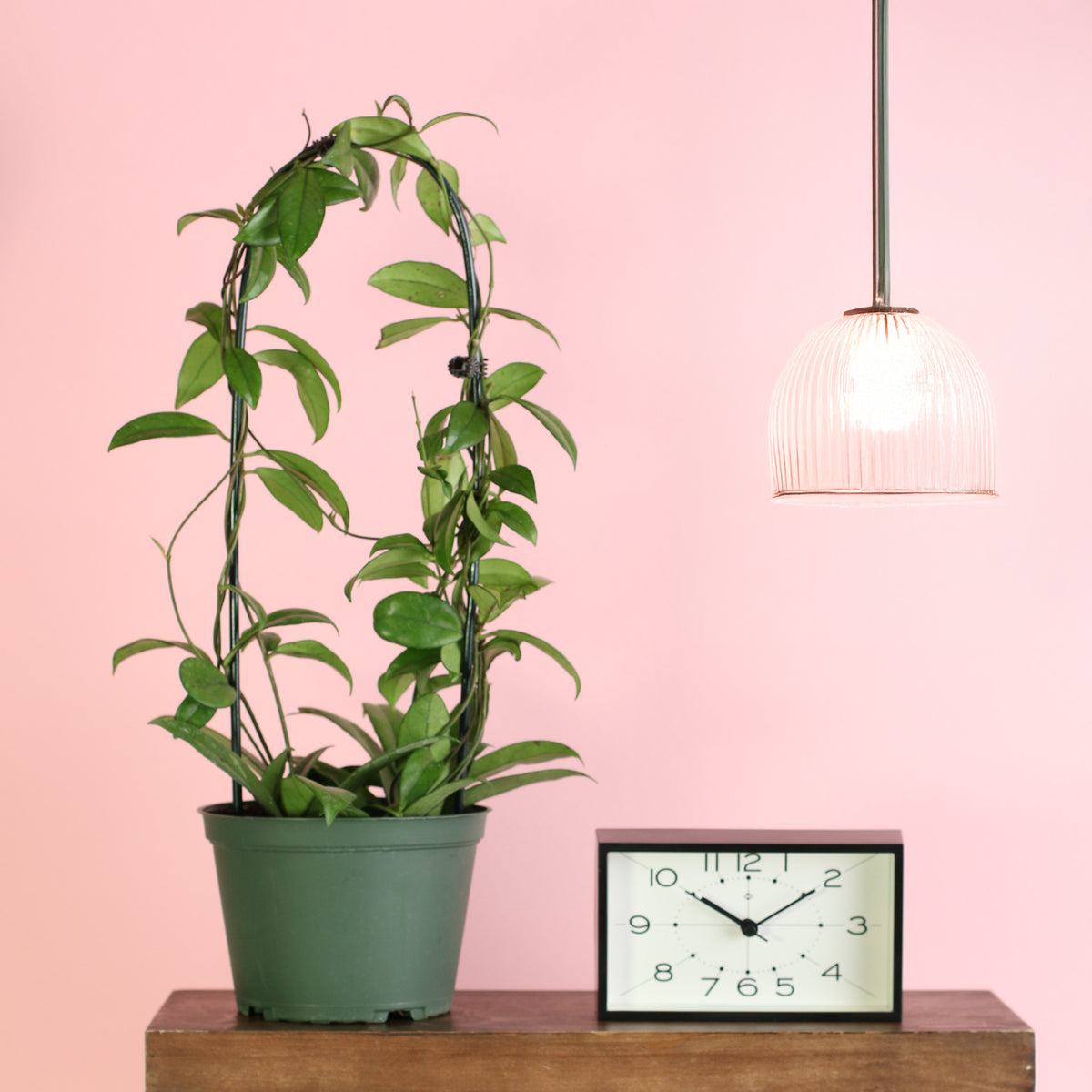 Hoya Crassipetiolata Wax Plant with hoop in 6" planter
