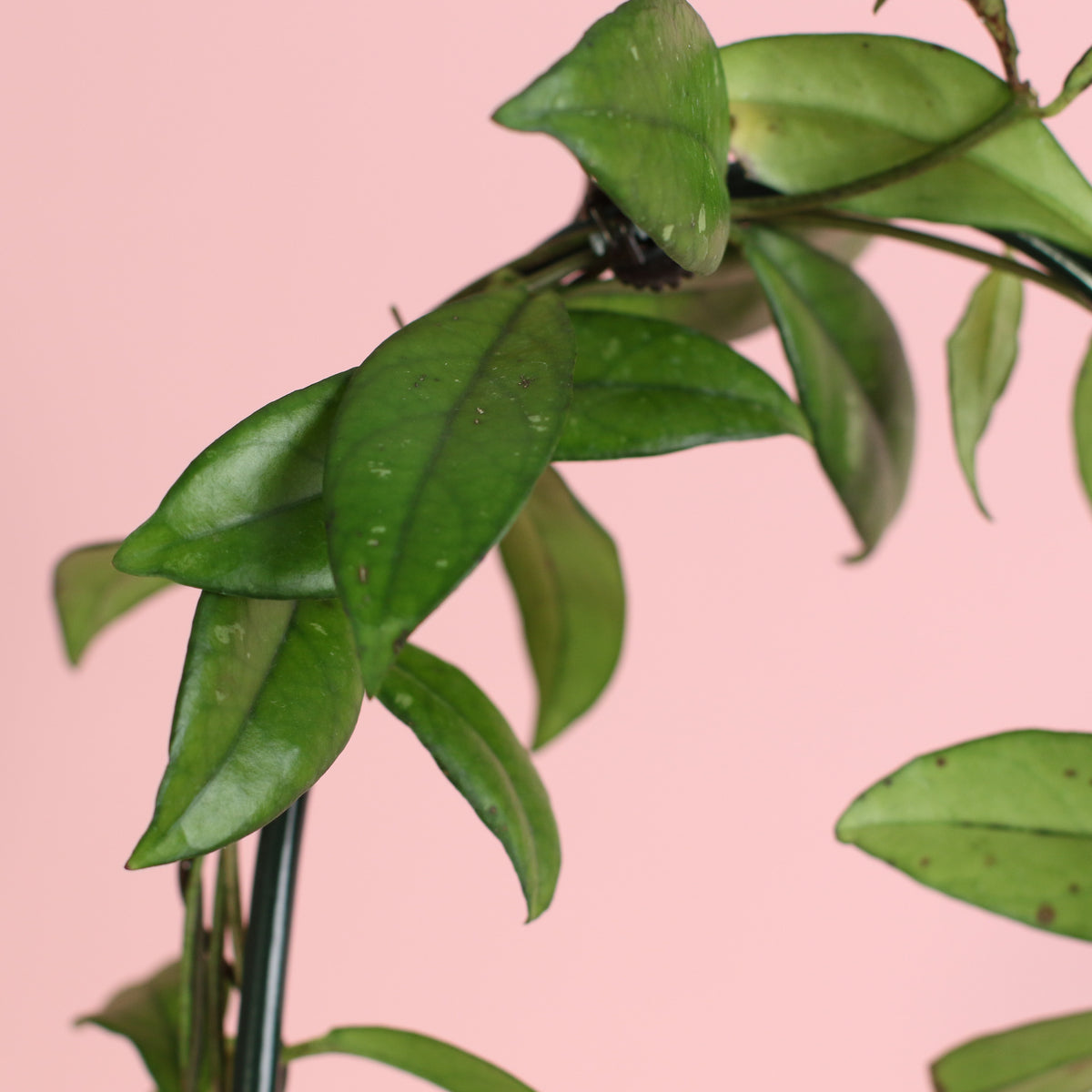 Hoya Crassipetiolata Wax Plant close up of leaves
