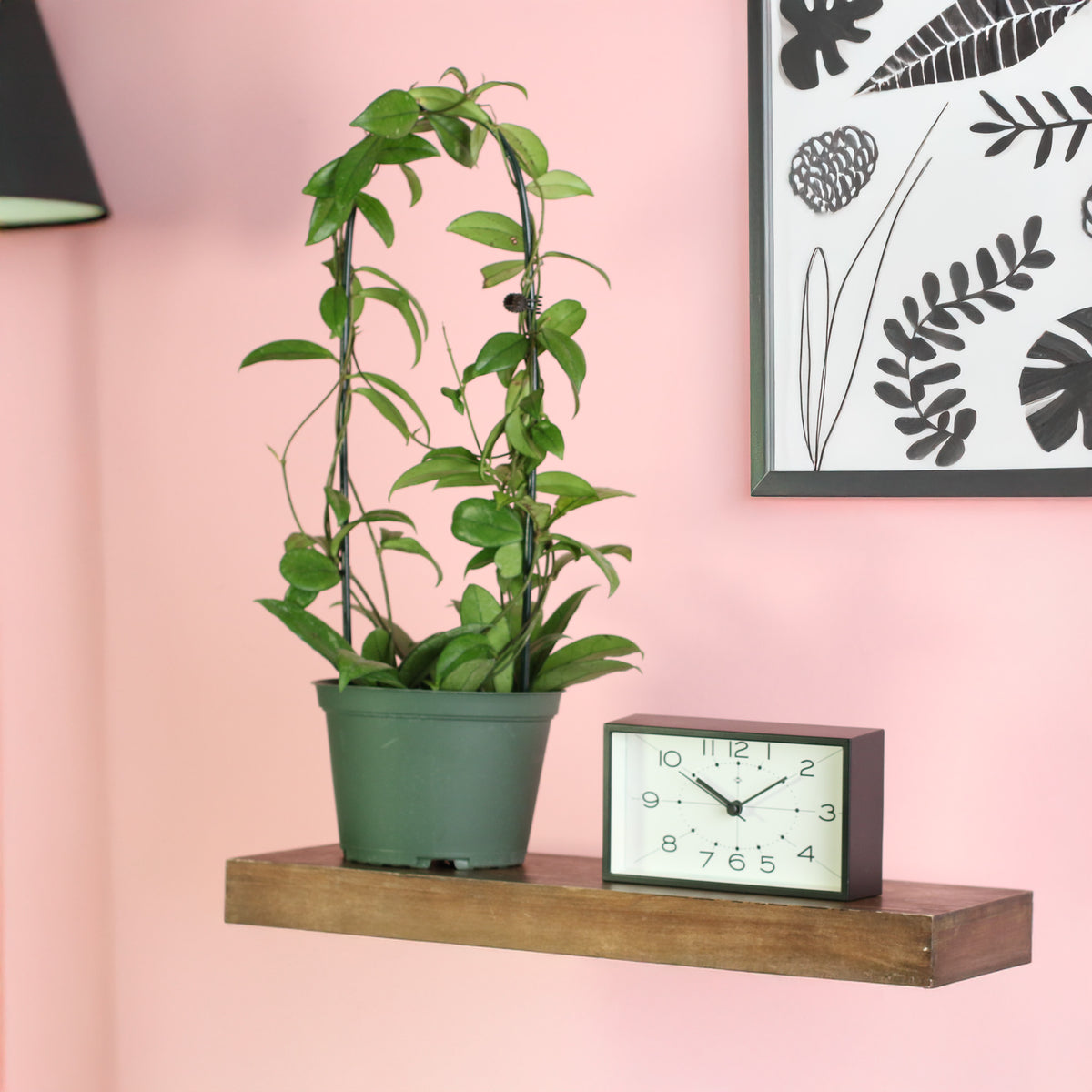 Hoya Crassipetiolata Wax Plant on floating shelf next to clock. 