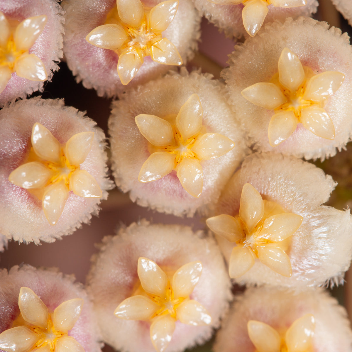 Hoya Sunrise Wax Plant Flower Bloom