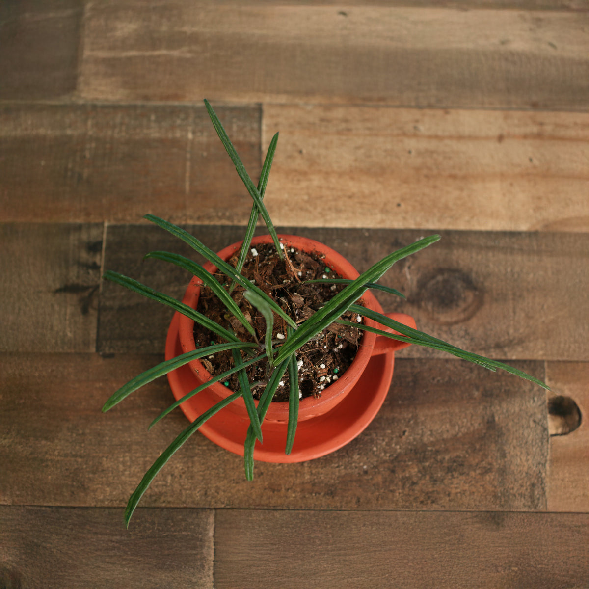 Top View of Hoya Insularis in 4" Terracotta Lyfe Tea Cup. 