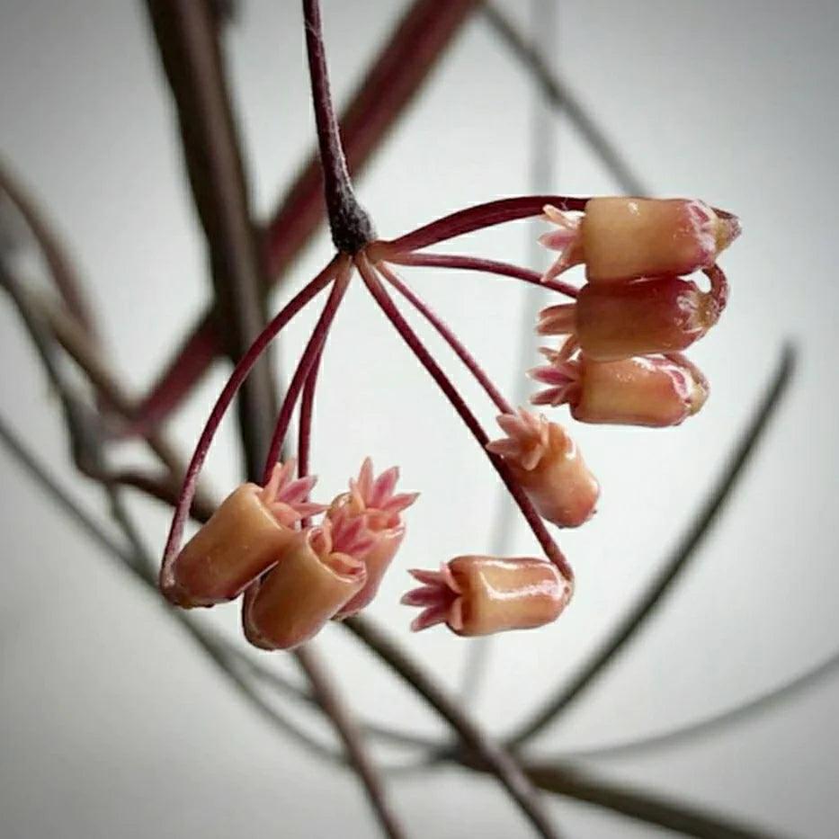 Hoya Insularis in 4" Terracotta Lyfe Tea Cup