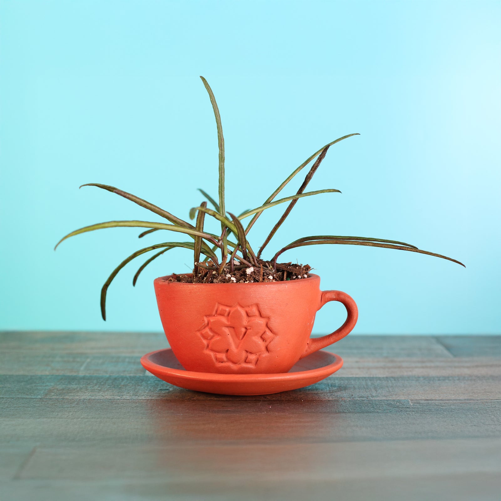Hoya Insularis in 4" Terracotta Lyfe Tea Cup