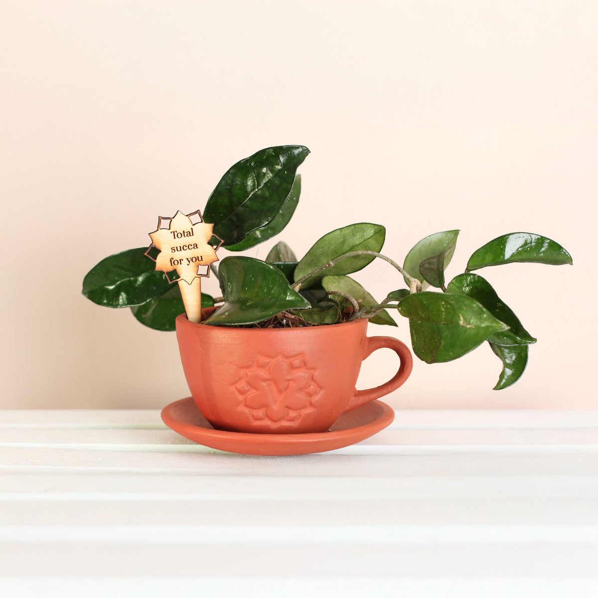 Jade Hoya Wax Plant