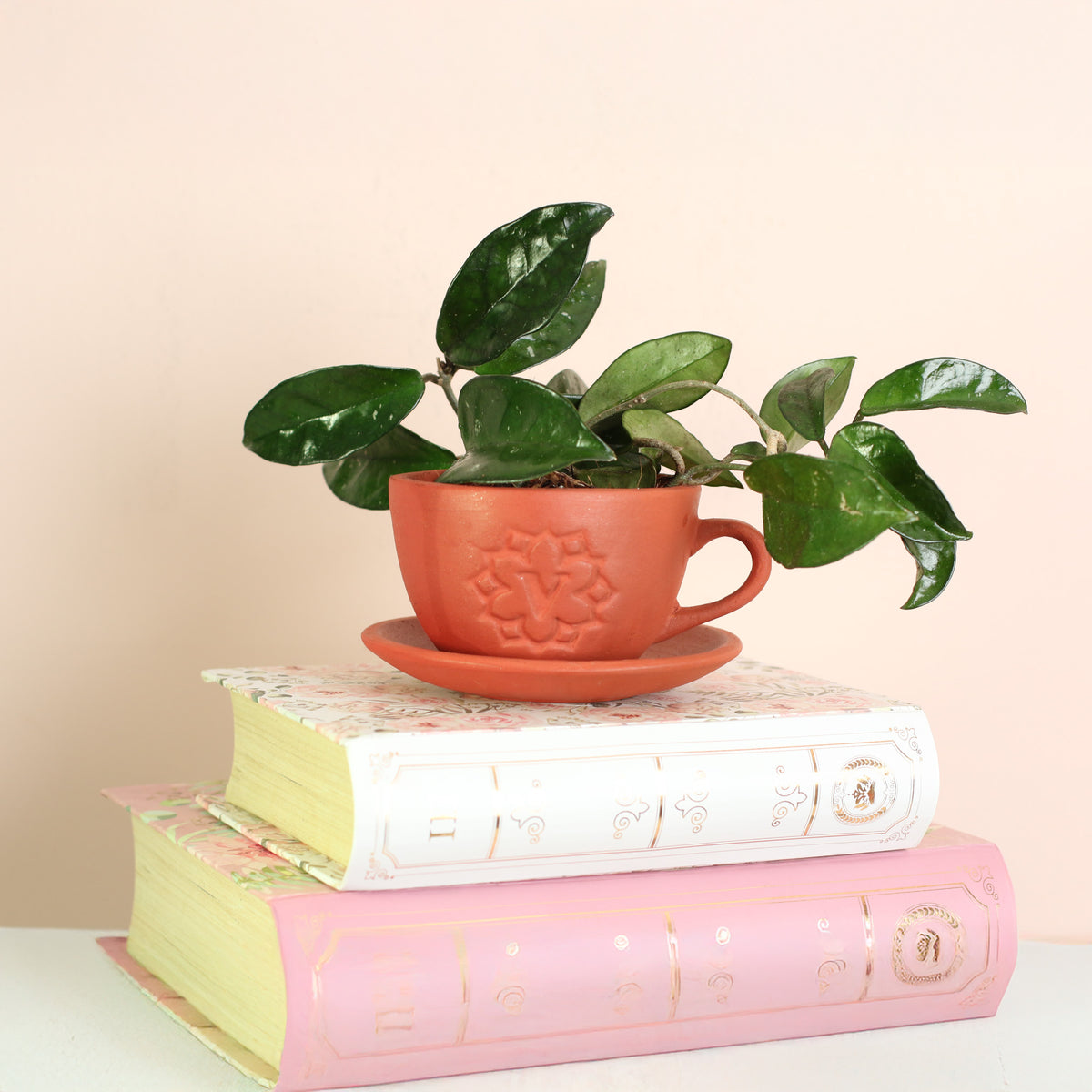 Jade Hoya Wax Plant in Lyfe Tea Cup Planter