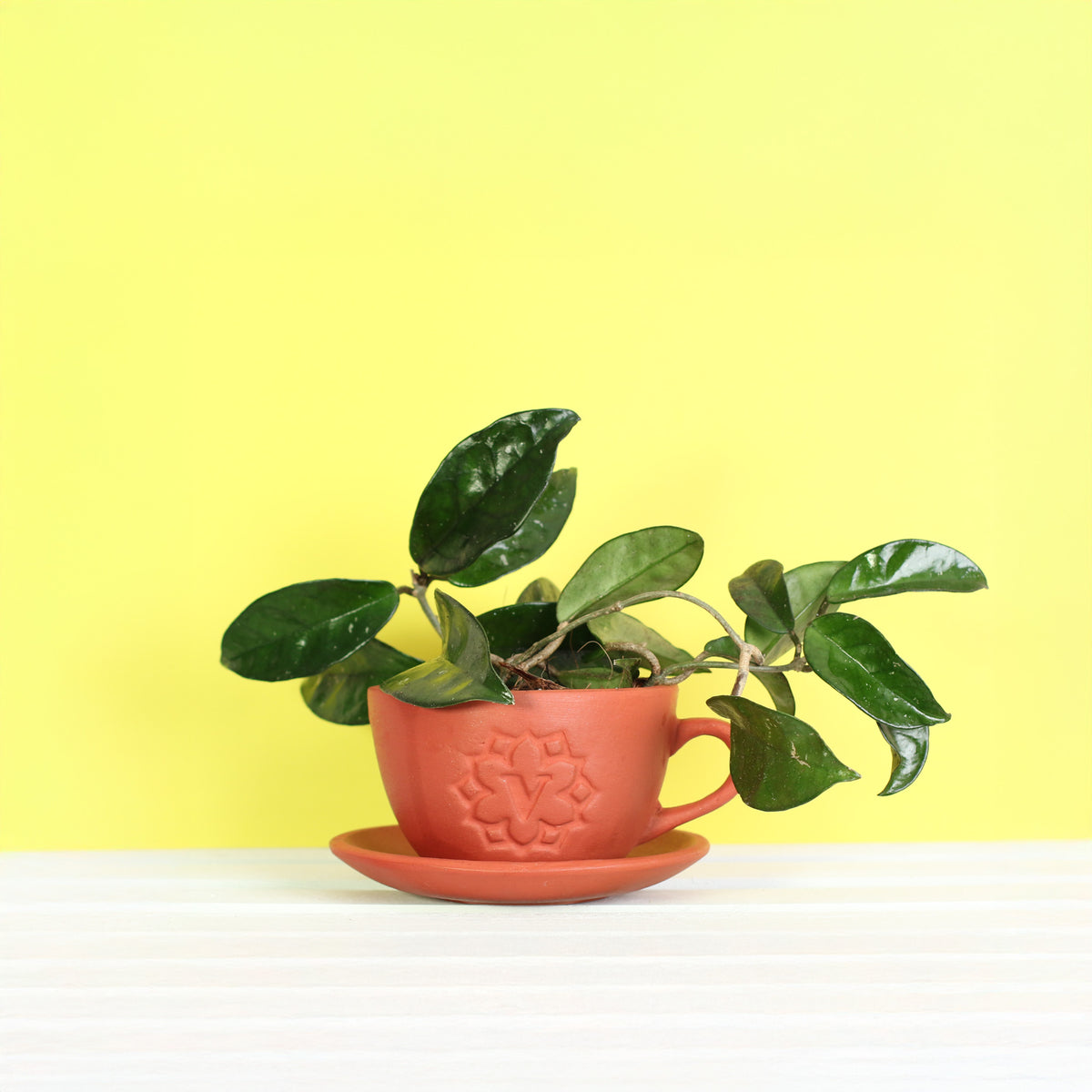 Jade Hoya Wax Plant in Terracotta Lyfe Planter