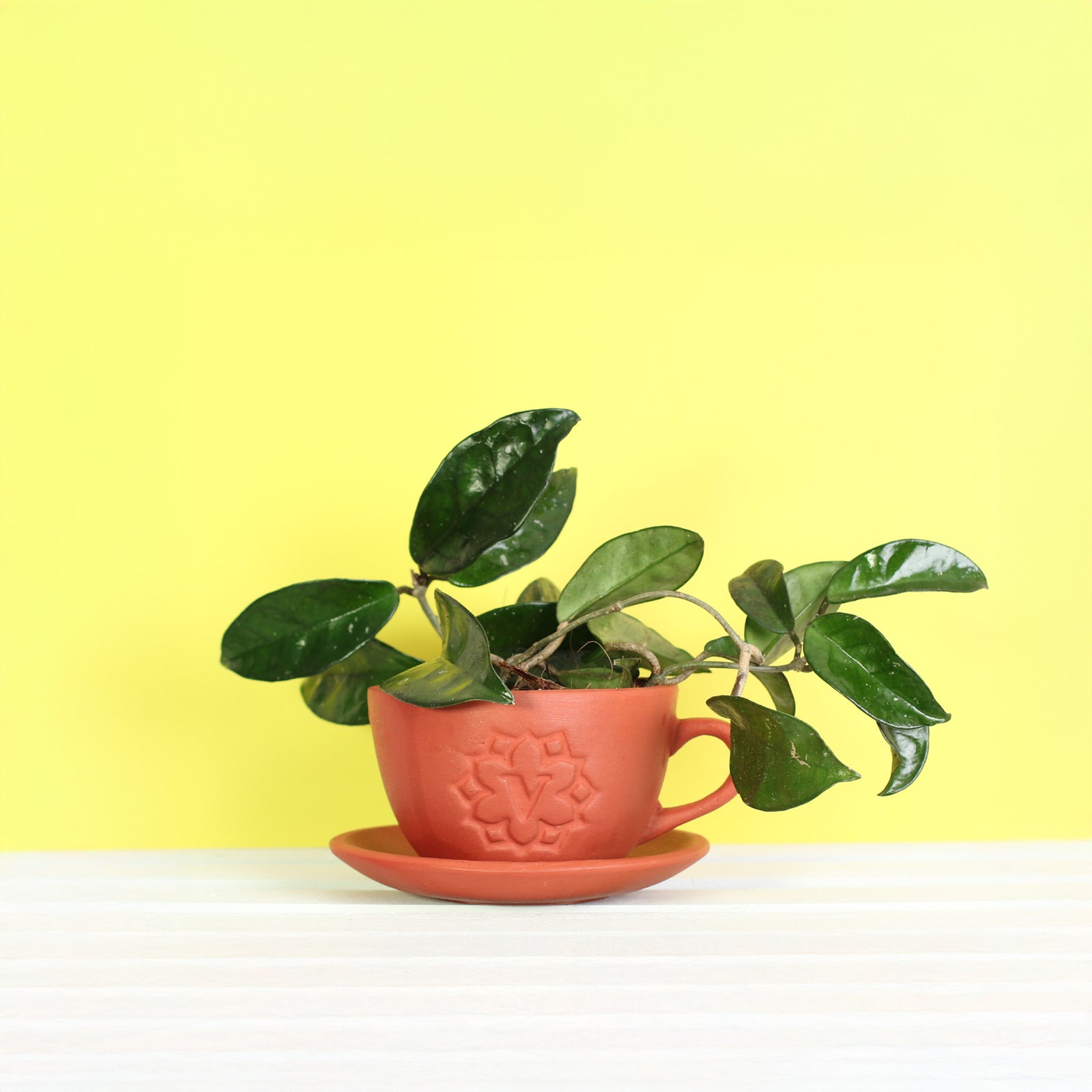 Jade Hoya Wax Plant in Terracotta Lyfe Planter
