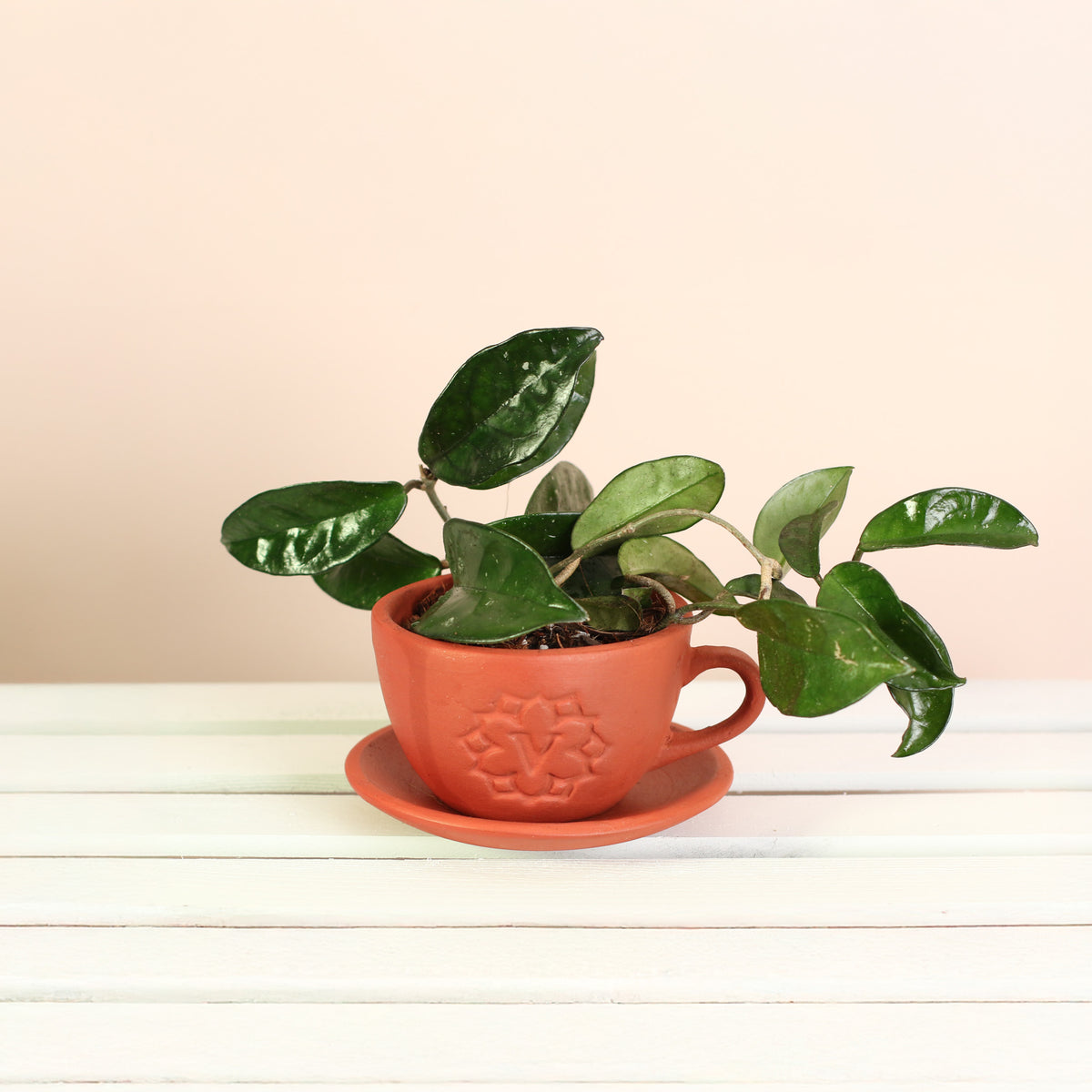 Jade Hoya Wax Plant in Terracotta Lyfe Planter