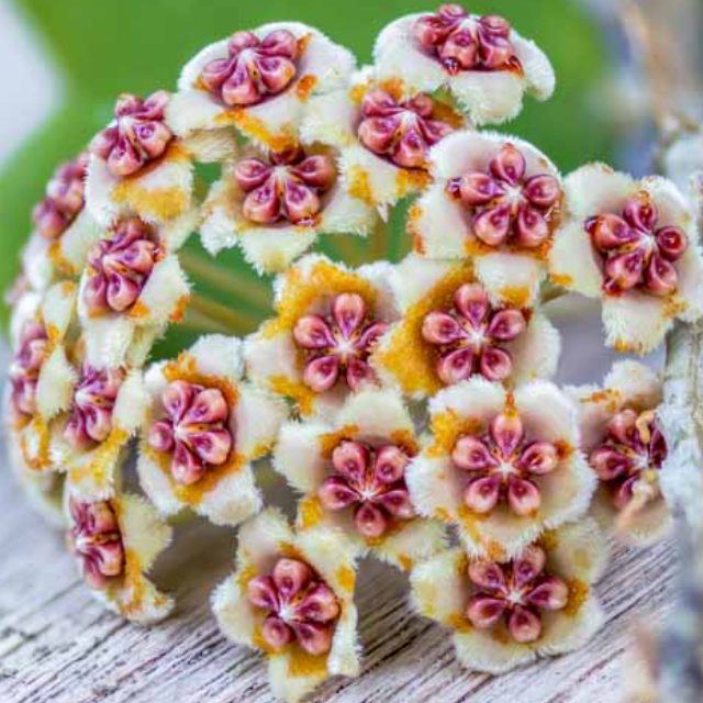 Green Kerrii Hoya Heart in 4" Lyfe Terracotta Tea Cup