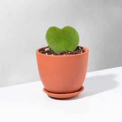 Hoya Kerrii 'Hearts' Sweetheart Valentine Plant - Verdant Lyfe