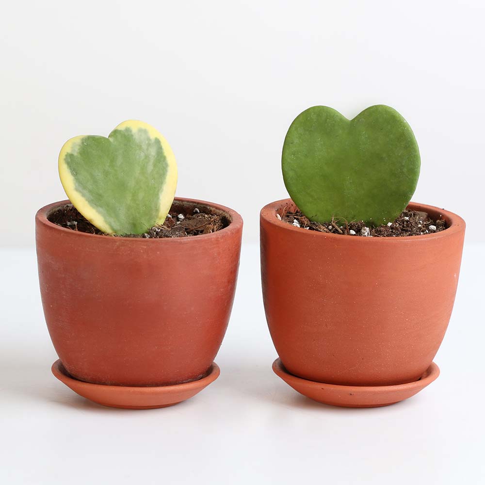 hoya kerrii heart