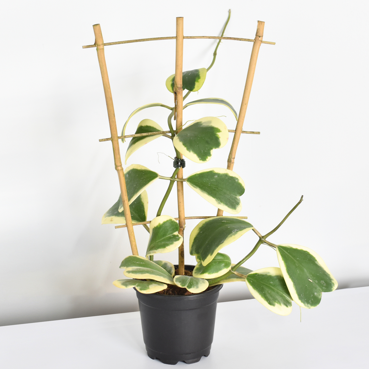 Hoya-Kerrii-'Hearts'-Variegated-Trellis
