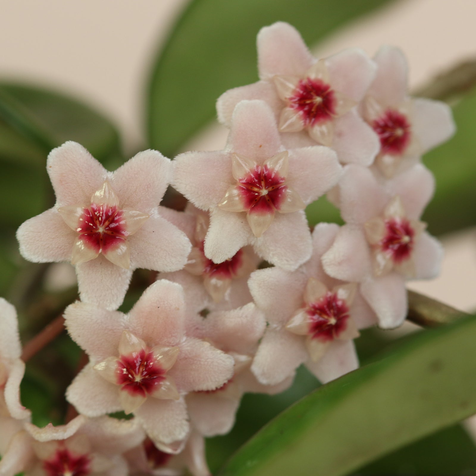 Hoya carnosa Krimson Princess Pink Plant Verdant Lyfe