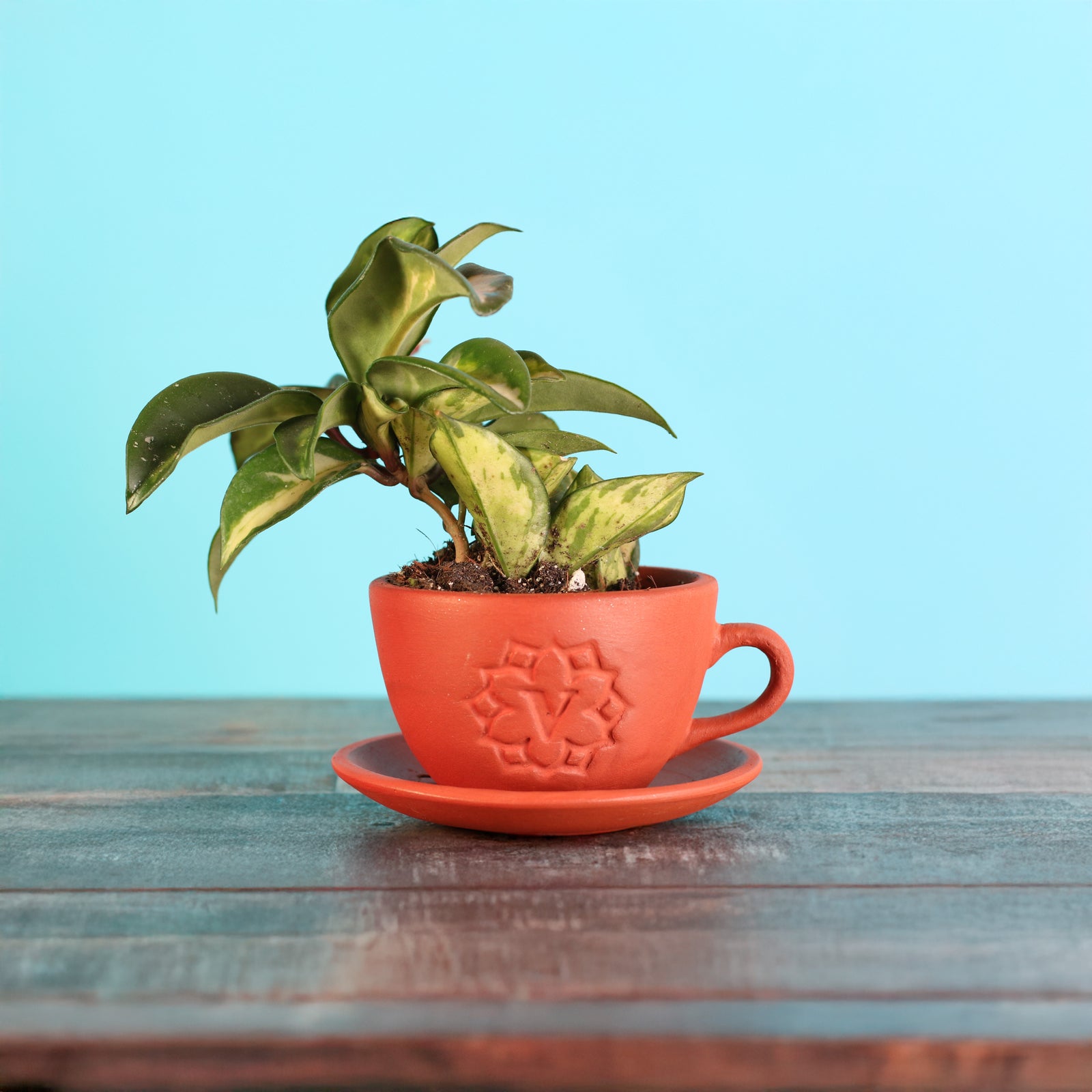Hoya Krimson Queen Pink Plant in 4" Terracotta Lyfe Tea Cup Planter with matching tray. 