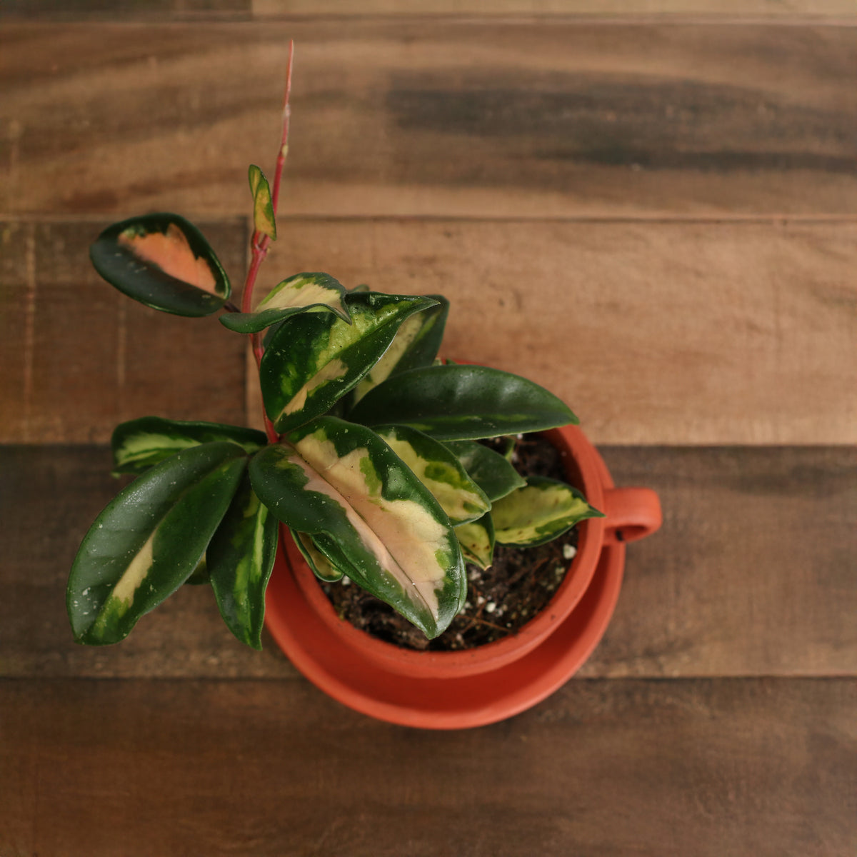Top View of Hoya Krimson Princess in 4" Terracotta Lyfe Tea Cup Planter. 