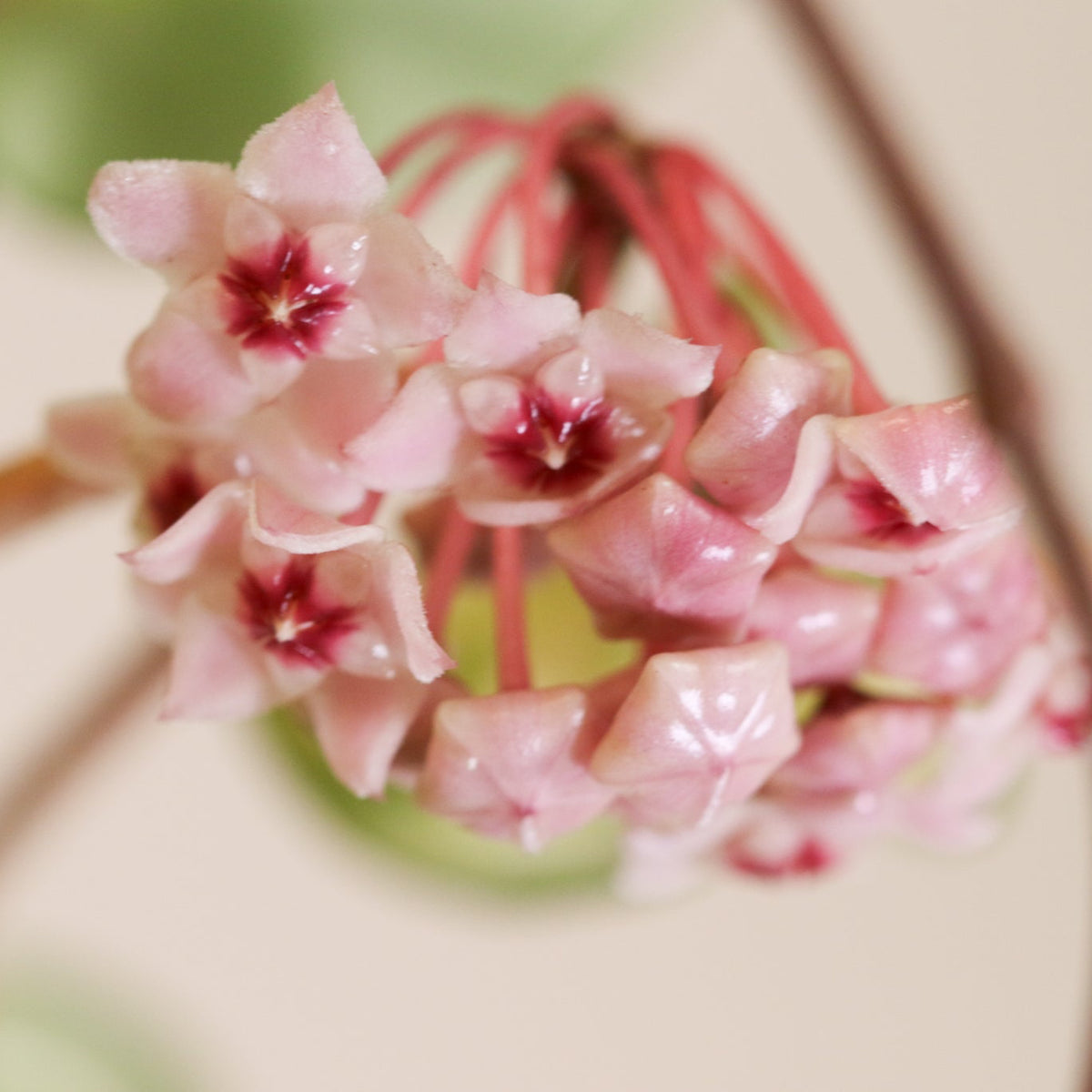 Flowers opening from Hoya Krimson Queen Pink Plant
