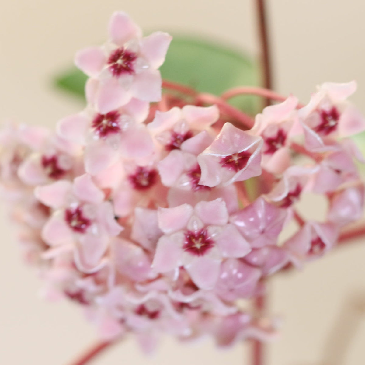 Blooms of Hoya Krimson Queen Pink Plant