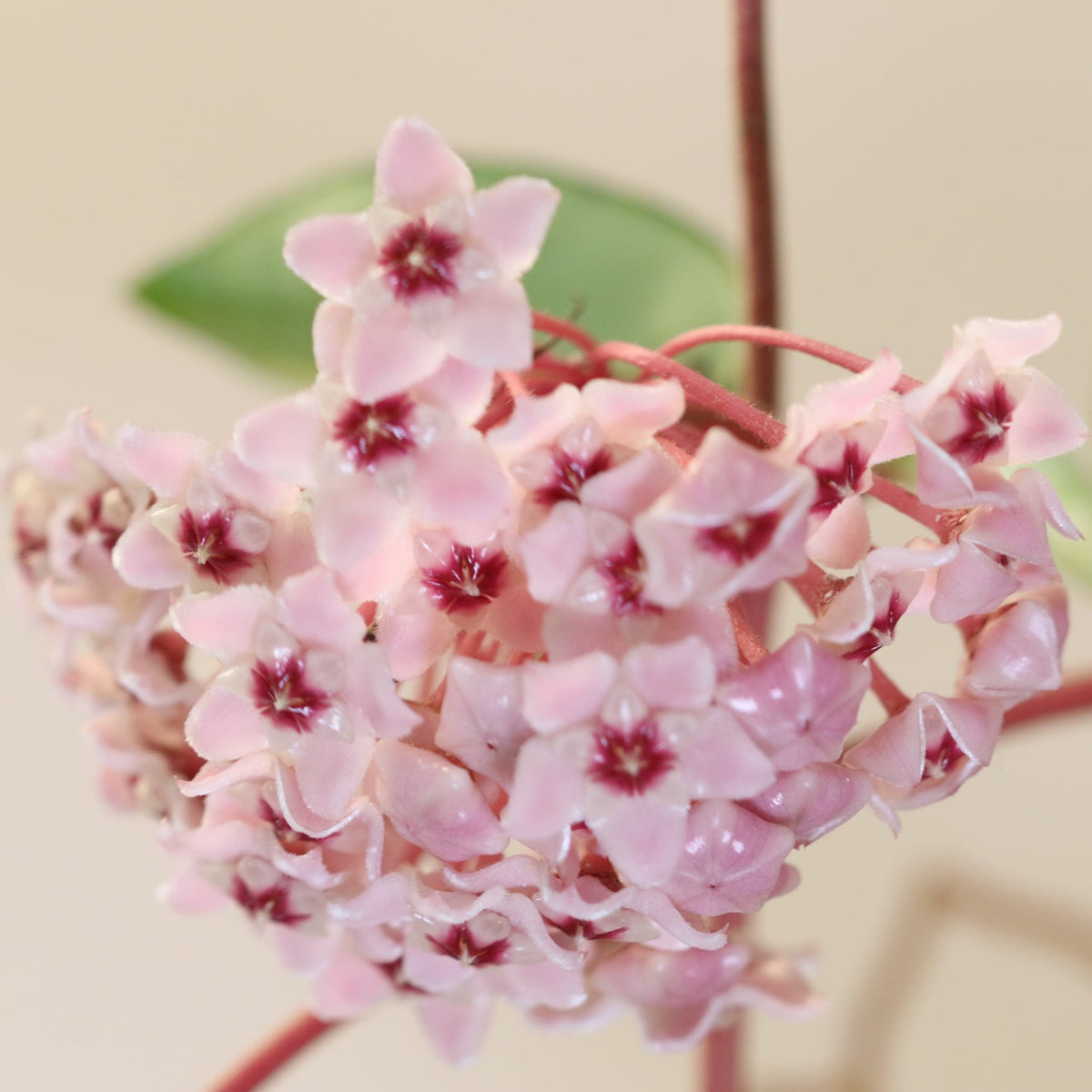 Flower Blooms of Hoya Krimson Queen Pink Plant