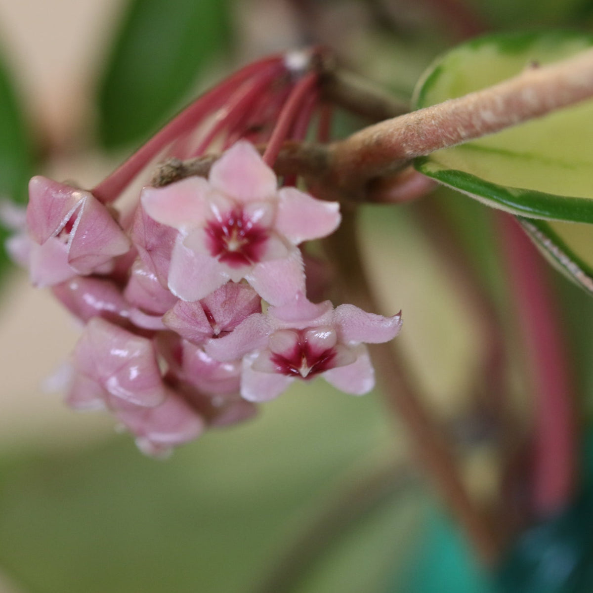 Macro Shot of Flower Bloom of Hoya Krimson Queen Pink Plant