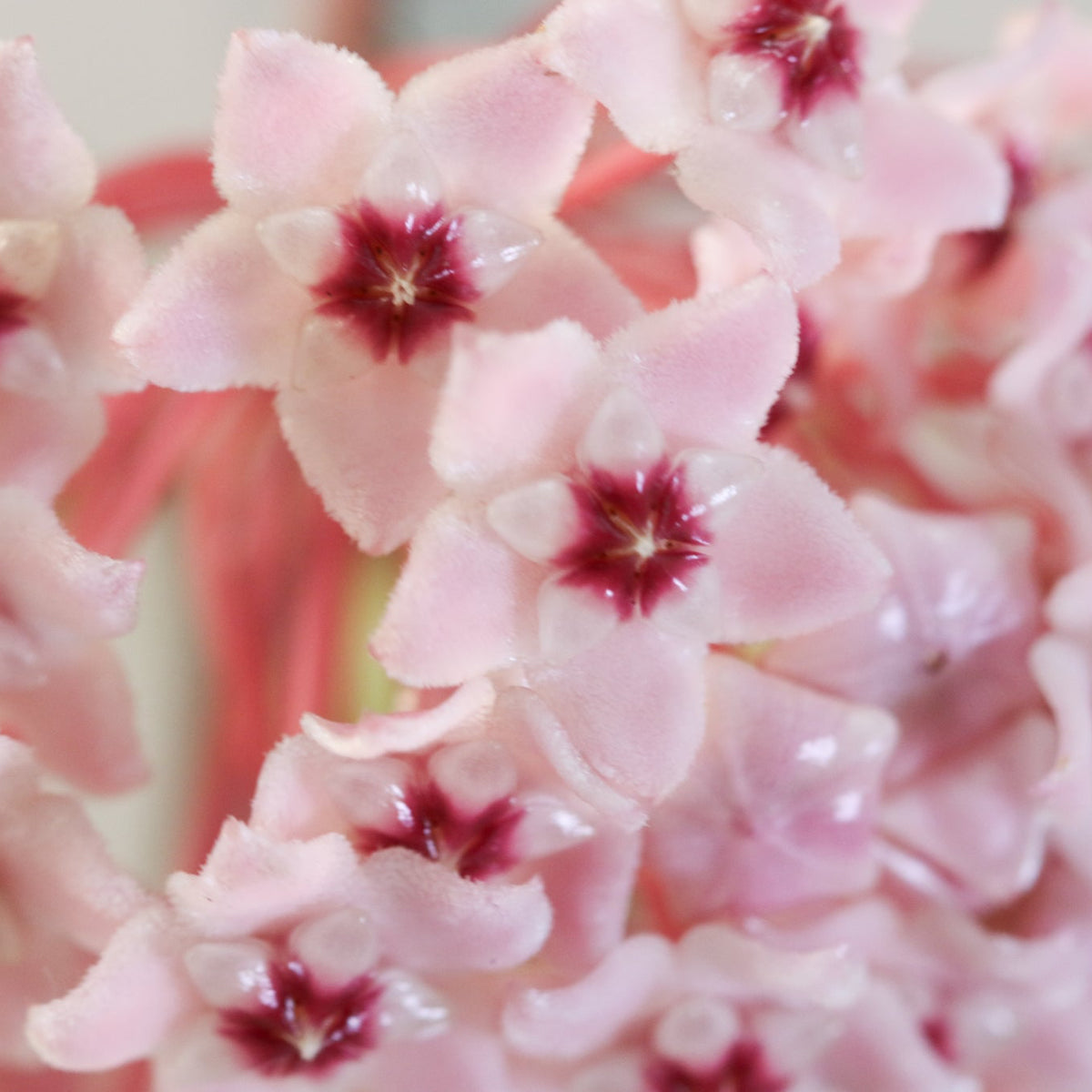 Flower blooms of Hoya Krimson Queen Pink Plant