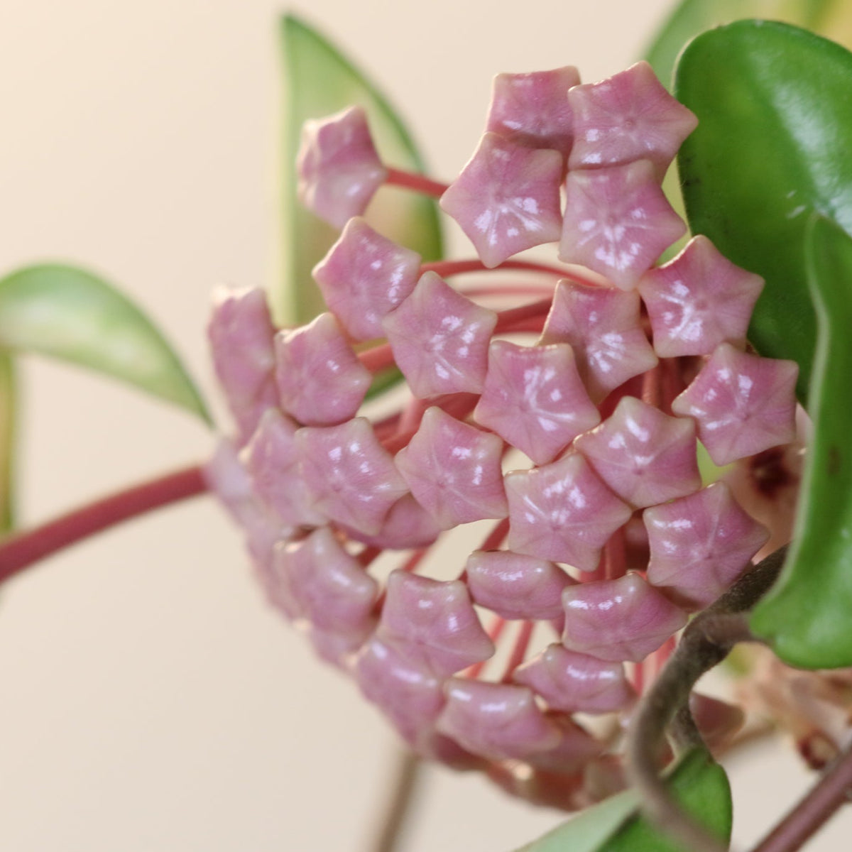 Clusters of Hoya Krimson Queen Pink Plant