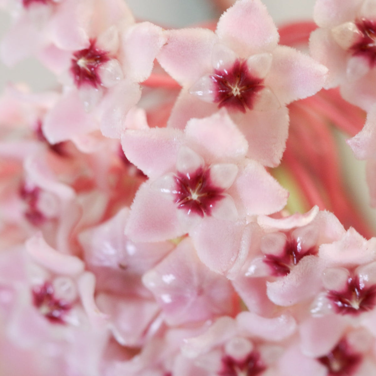 Flower Blooms of Hoya Krimson Queen Pink Plant