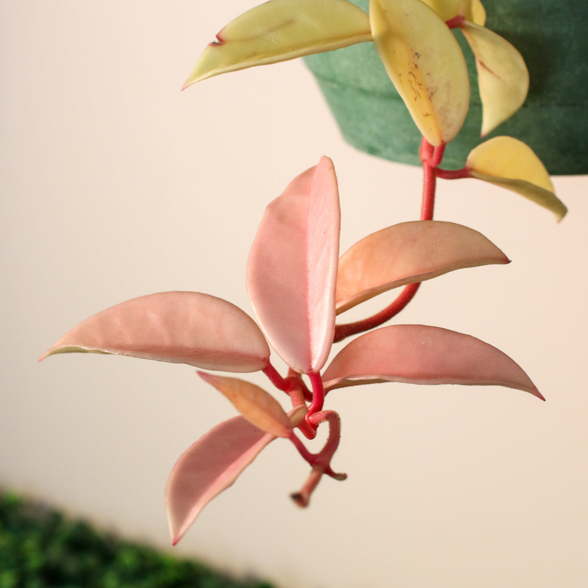 Leaves of Hoya Krimson Queen Pink Plant