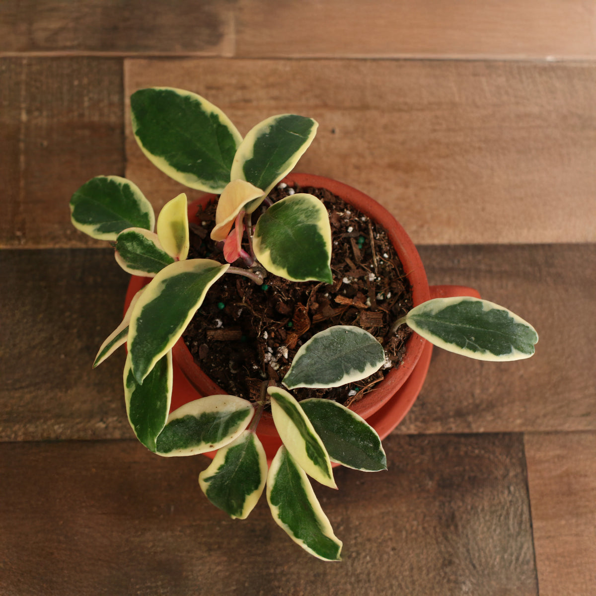 Top View of Hoya Krimson Queen Pink Plant in 4" Terracotta Lyfe Tea Cup Planter
