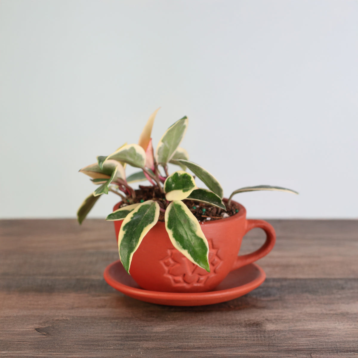 Hoya Krimson Queen Pink Plant in 4" Lyfe Terracotta Planter