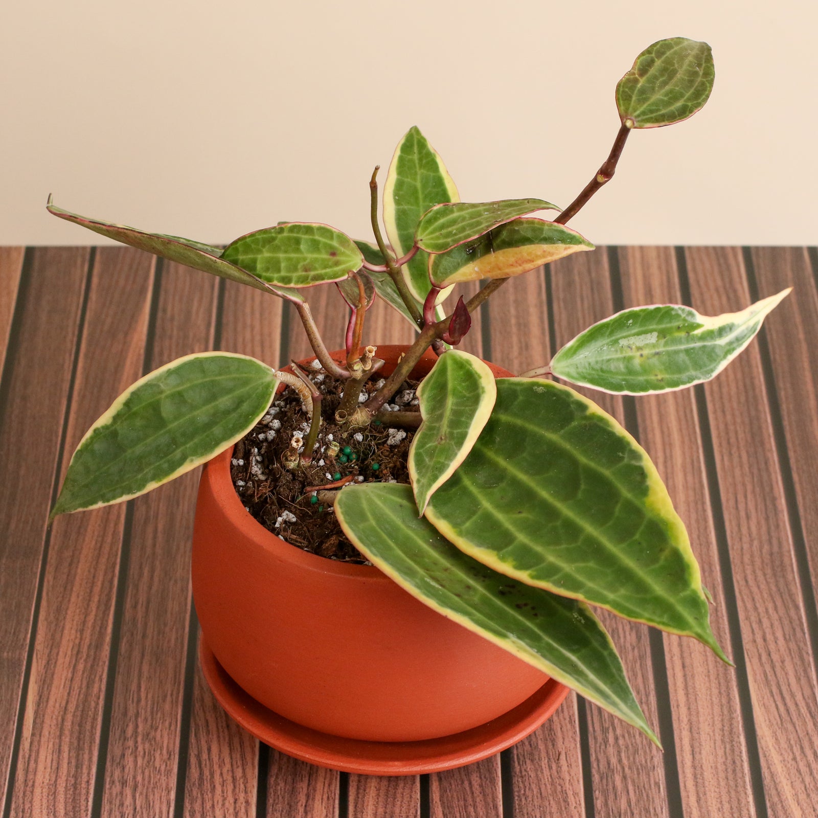 Hoya Macrophylla Variegated