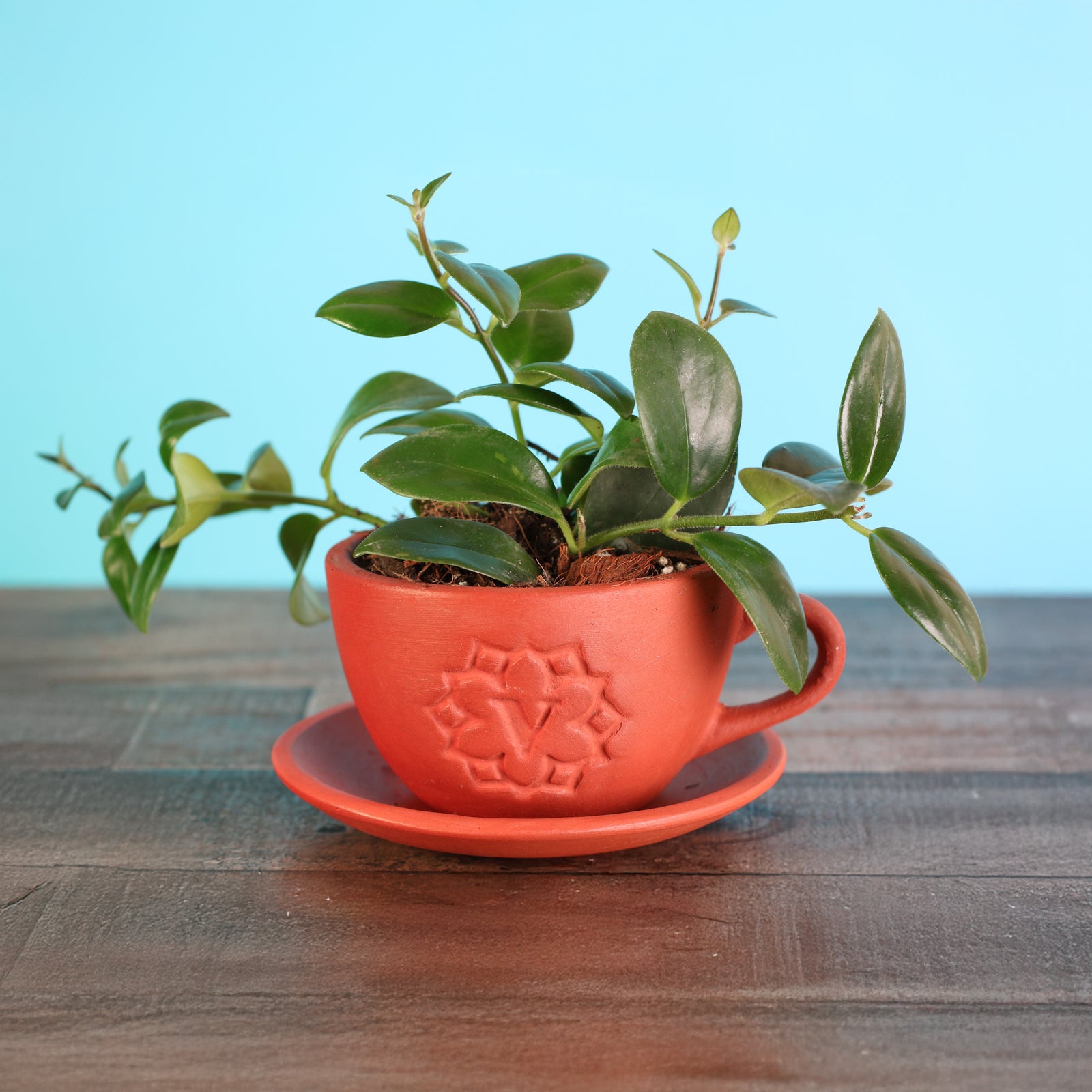Mona Lisa Lipstick Plant in 4" Terracotta Lyfe Tea Cup Planter. 