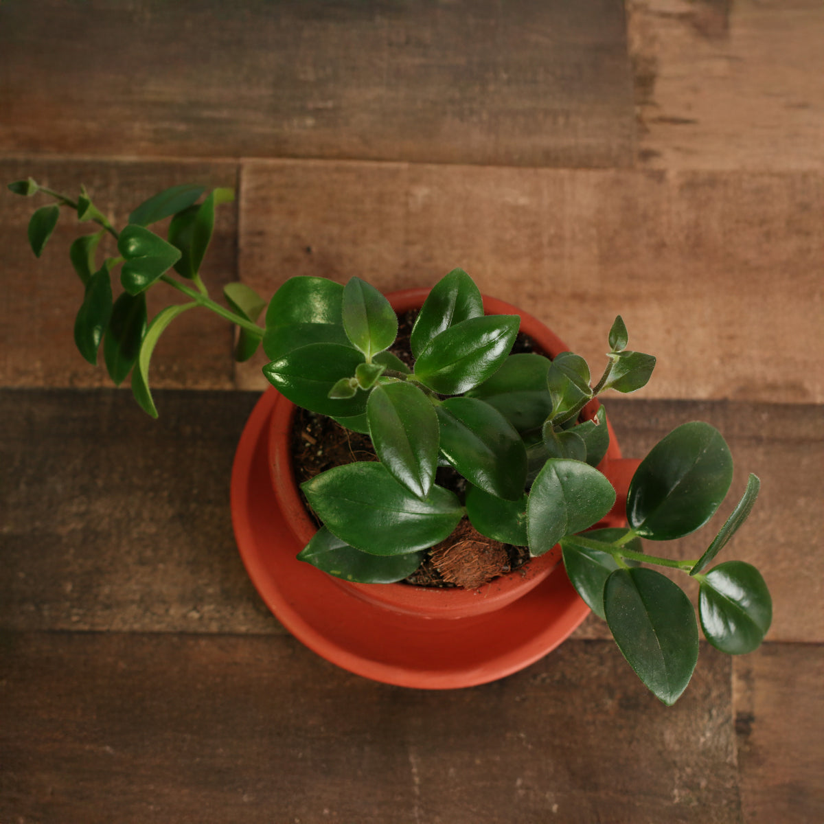 Top View of Mona Lisa Lipstick Plant