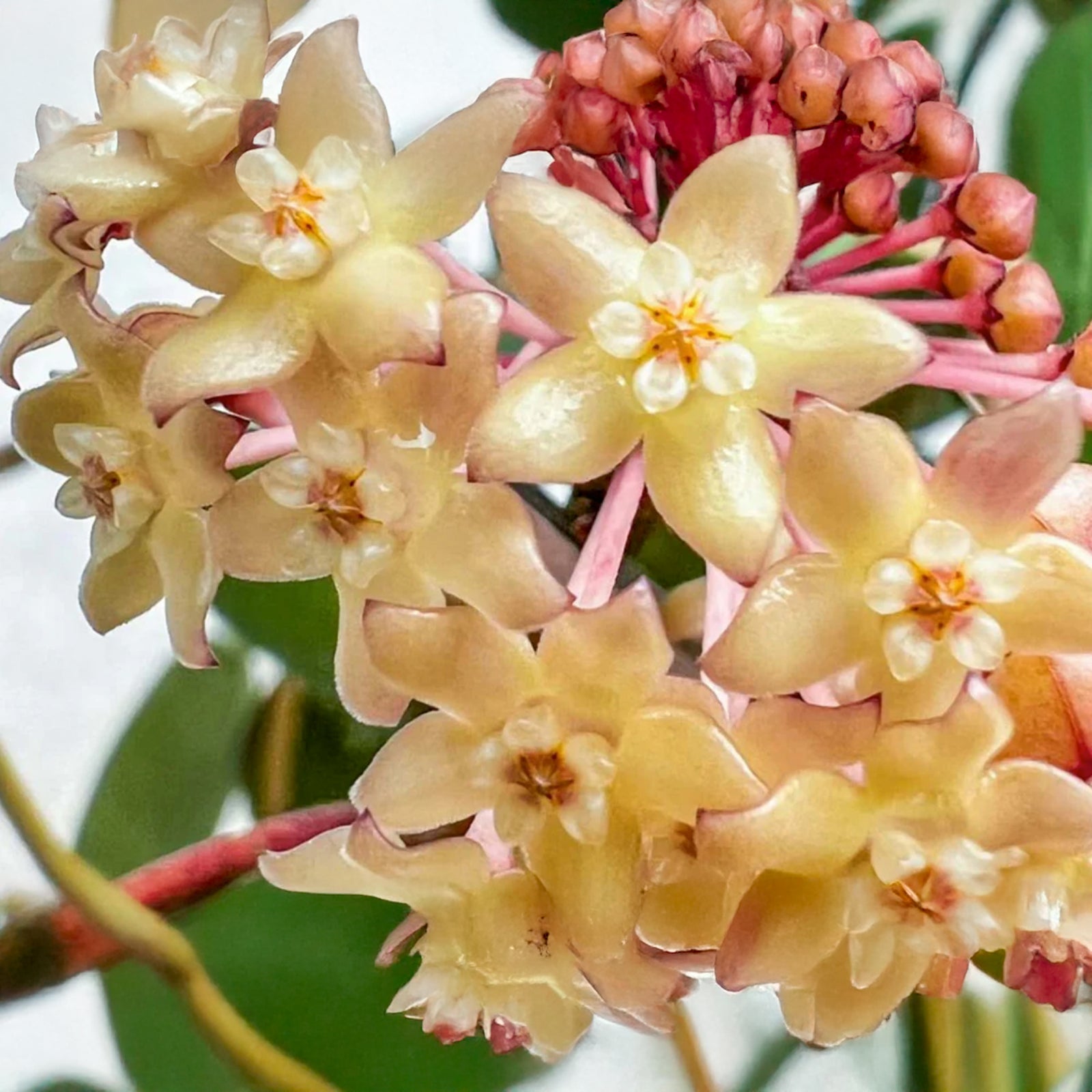Flower clusters from Hoya Pot of Gold. 
