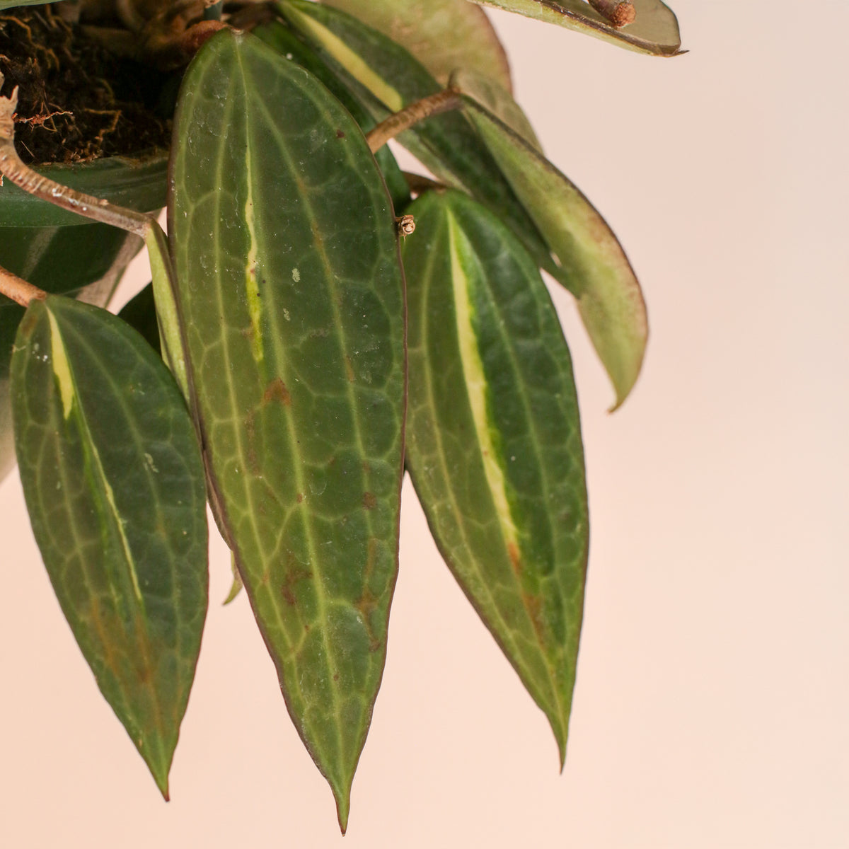 Close up of Leaves from Hoya Pot of Gold plant. 