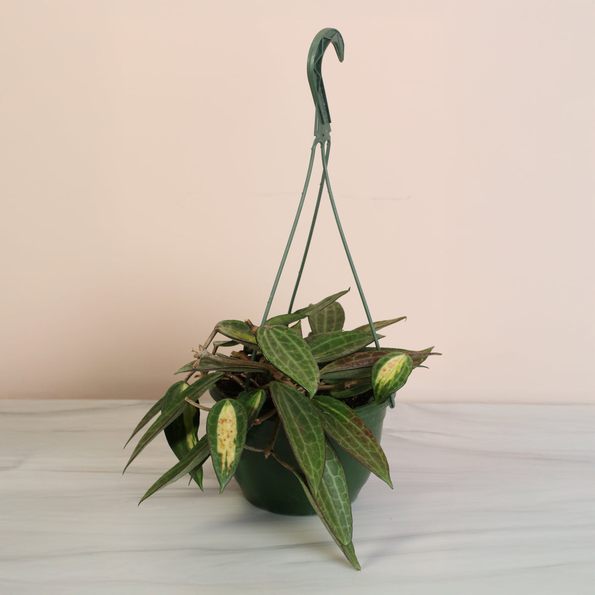 Hoya Pot of Gold in hanging planter