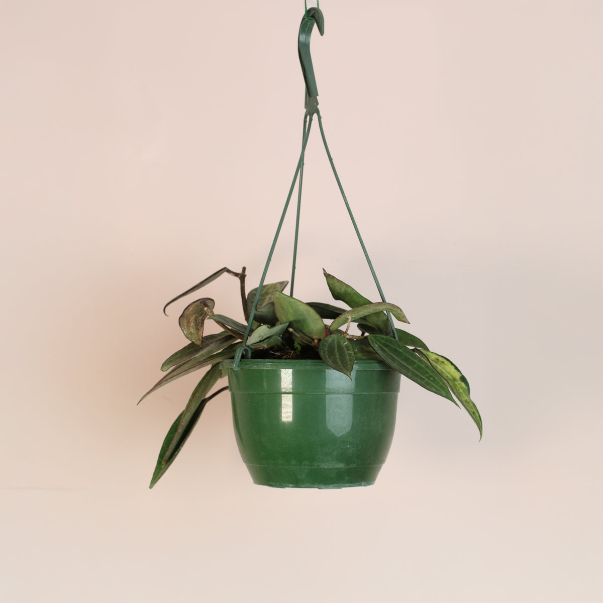 Hoya Pot of Gold in hanging planter