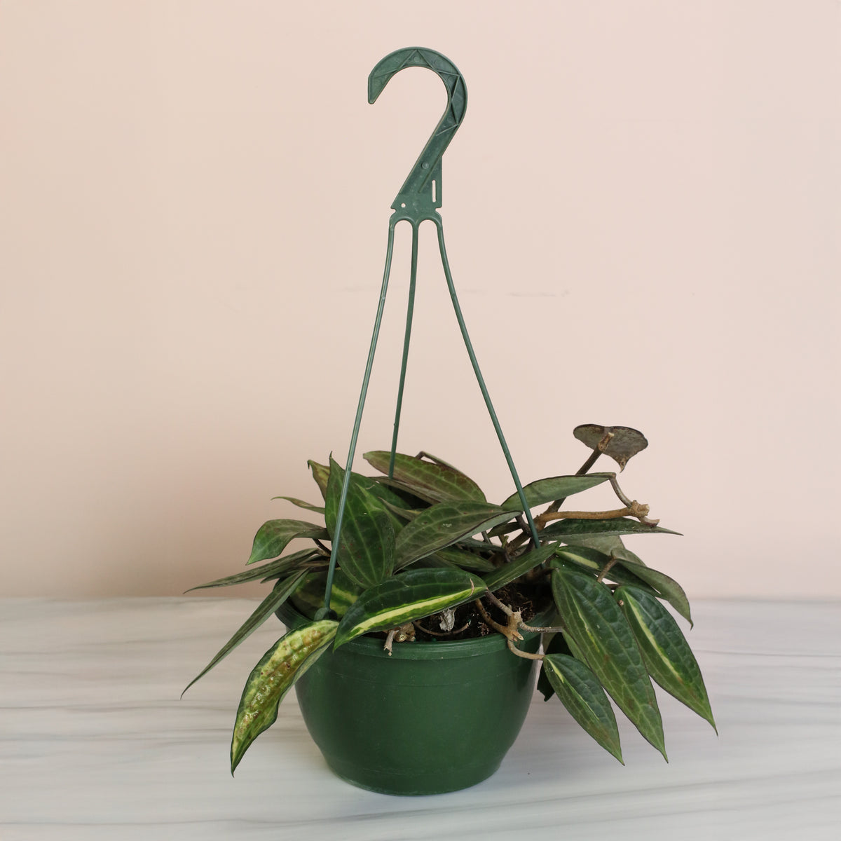 Hoya Pot of Gold in hanging planter