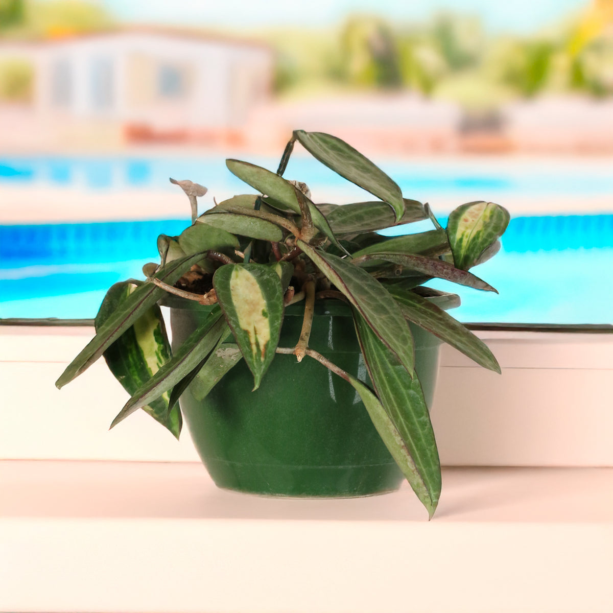 Hoya Pot of Gold in hanging planter