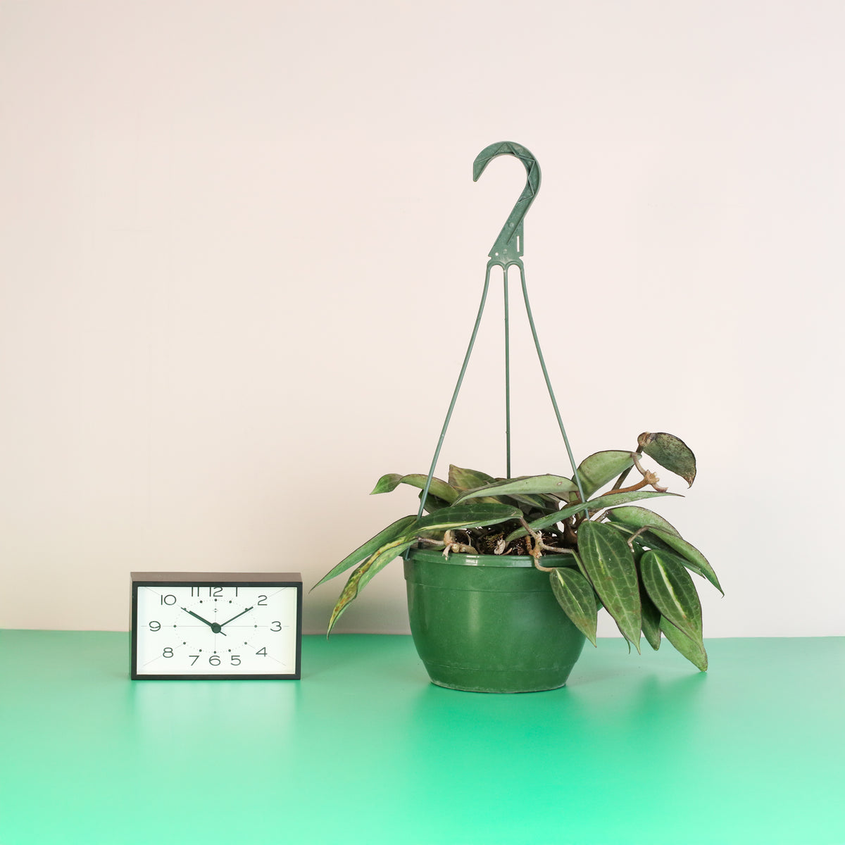 Hoya Pot of Gold in hanging planter next to clock. 