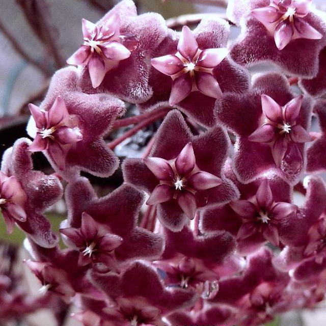 Flowers of Hoya Pubicalyx Splash Vining Plant
