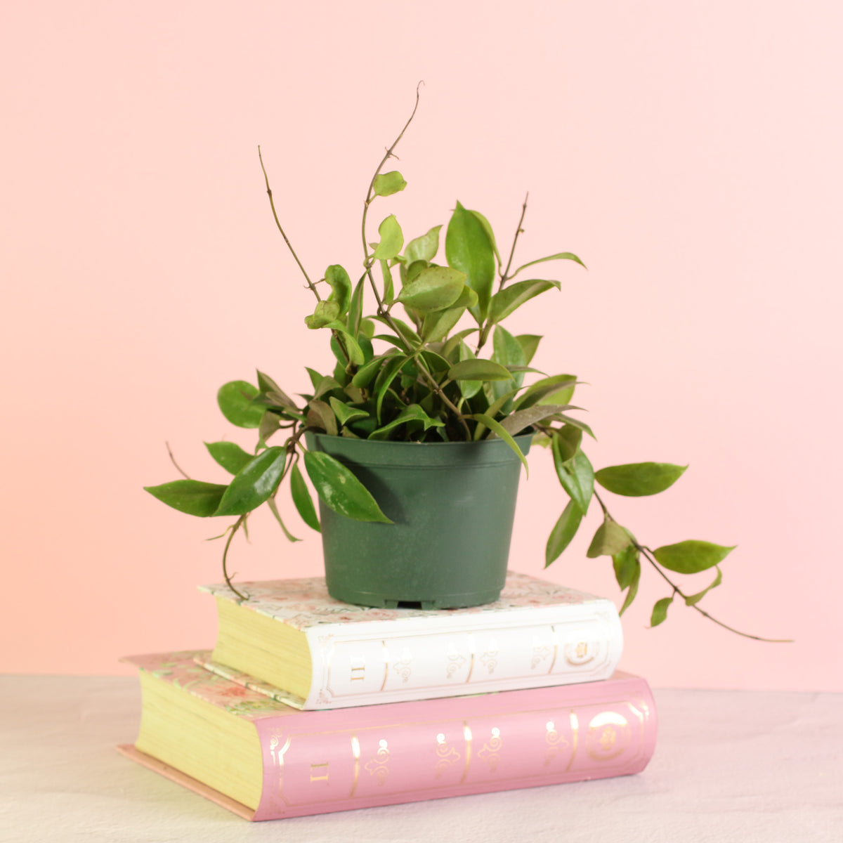 Hoya Sunrise Wax Plant