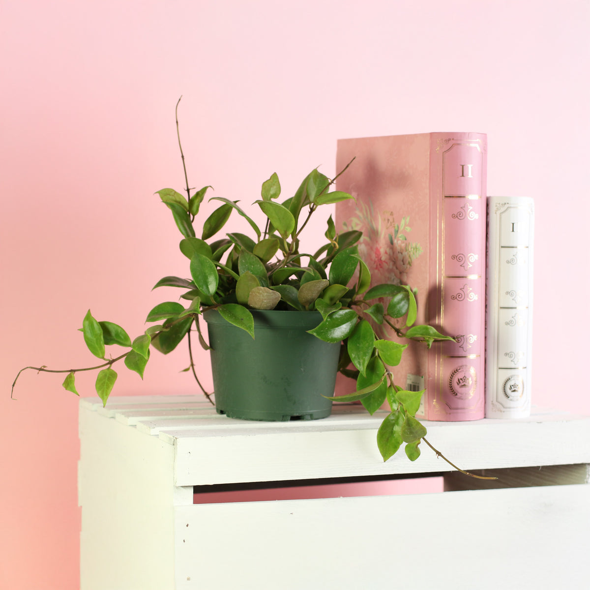 Hoya Sunrise Wax Plant