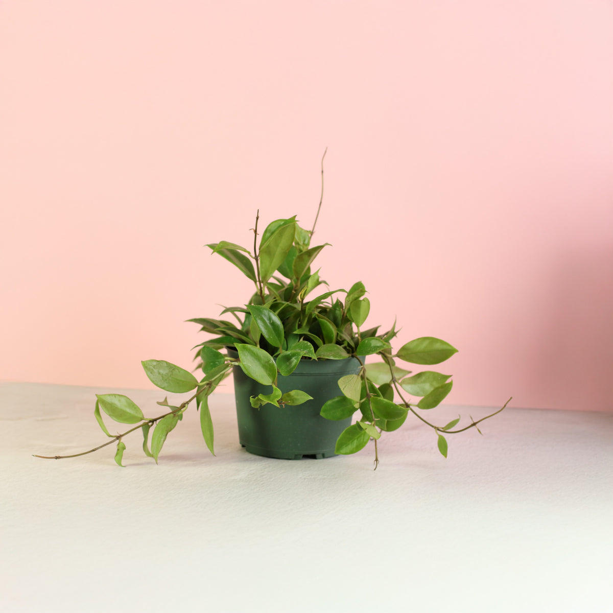 Hoya Sunrise Wax Plant