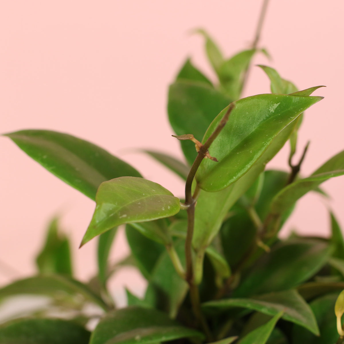 Hoya Sunrise Wax Plant