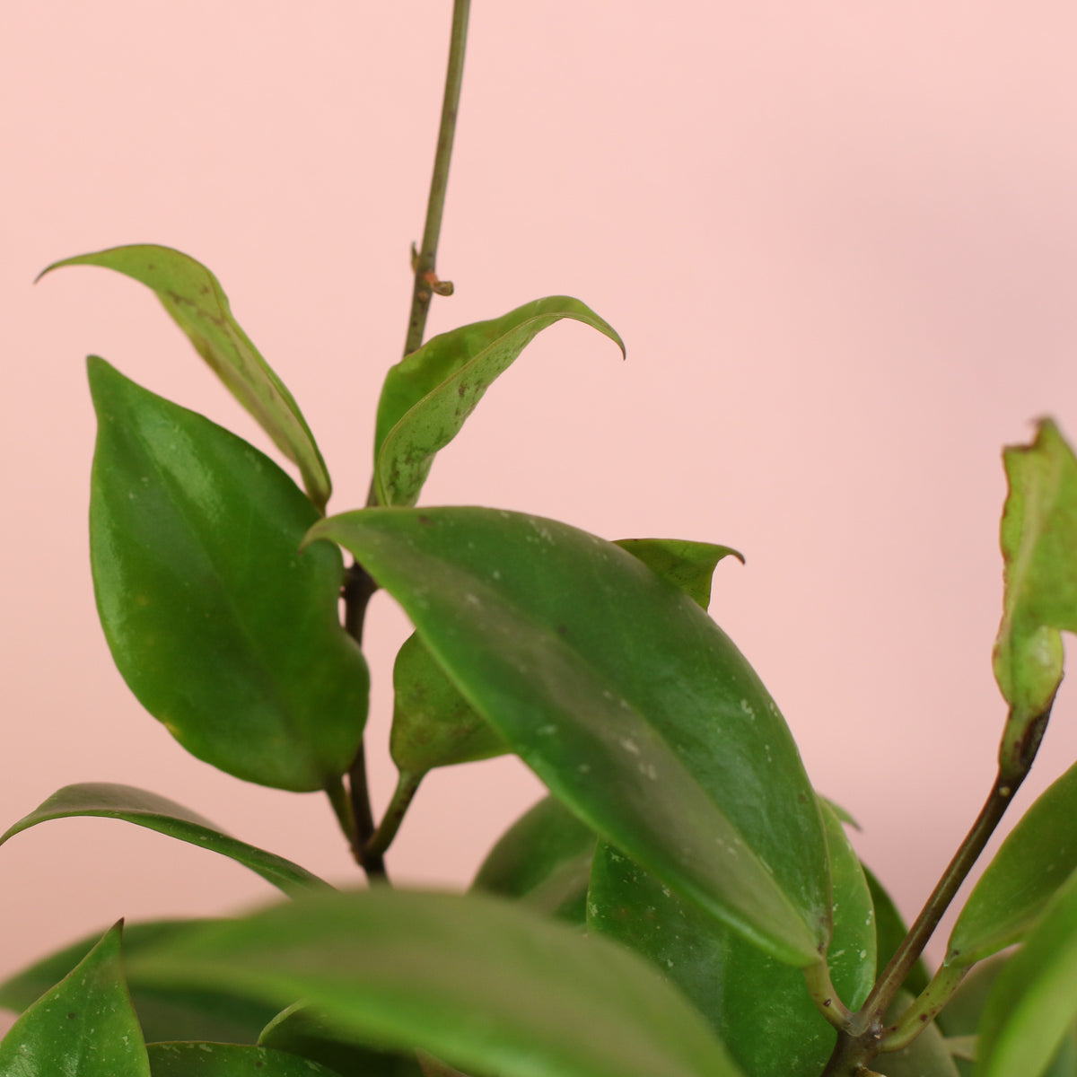 Hoya Sunrise Wax Plant