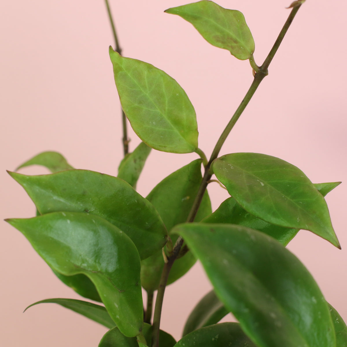 Hoya Sunrise Wax Plant