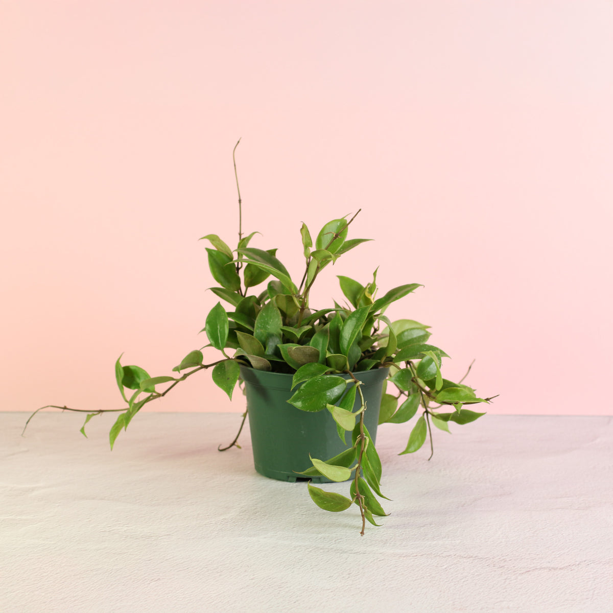 Hoya Sunrise Wax Plant